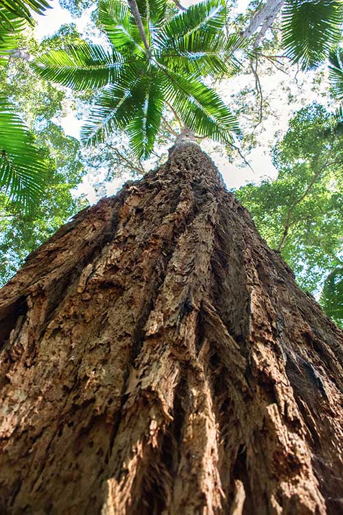 Queen's Canopy